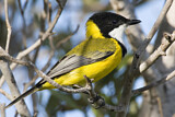 Image. Mangrove Golden Whistler