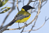Image. Mangrove Golden Whistler