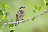 Image. Mangrove Honeyeater