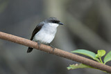 Image. Mangrove Robin