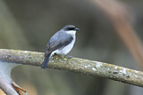 Image. Mangrove Robin