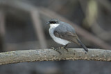 Image. Mangrove Robin