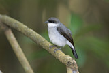 Image. Mangrove Robin