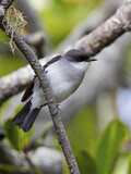 Image. Mangrove Robin