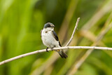 Image. Mangrove Swallow