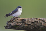 Image. Mangrove Swallow