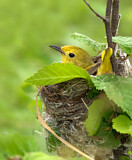 Image. Mangrove Warbler