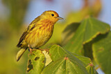 Image. Mangrove Warbler
