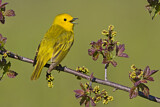 Image. Mangrove Warbler