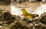 Image. Mangrove Warbler