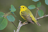 Image. Mangrove Warbler