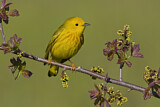 Image. Mangrove Warbler