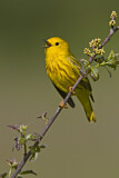 Image. Mangrove Warbler