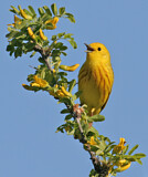 Image. Mangrove Warbler