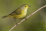 Image. Mangrove Warbler