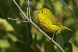 Image. Mangrove Warbler