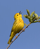 Image. Mangrovebaum-Waldsänger