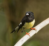 Image. Maorischnäpper