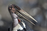 Image. Marabou Stork