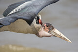 Image. Marabou Stork