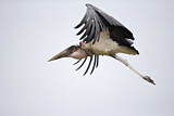 Image. Marabou Stork