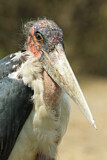 Image. Marabou Stork