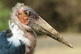 Image. Marabou Stork