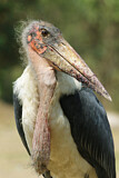 Image. Marabou Stork