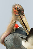 Image. Marabou Stork