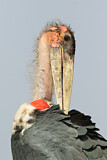 Image. Marabou Stork