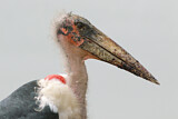 Image. Marabou Stork