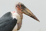 Image. Marabou Stork