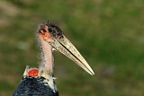 Image. Marabou Stork