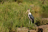 Image. Marabou Stork