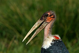 Image. Marabou Stork