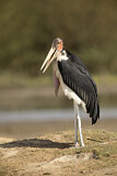 Image. Marabou Stork