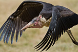 Image. Marabou Stork