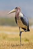 Image. Marabou Stork