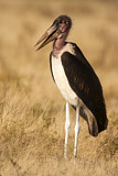 Image. Marabou Stork