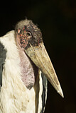 Image. Marabou Stork