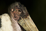 Image. Marabou Stork