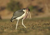 Image. Marabou Stork