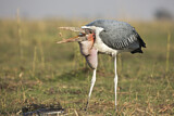 Image. Marabou Stork