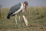 Image. Marabou Stork