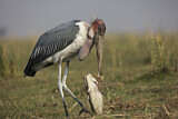 Image. Marabou Stork
