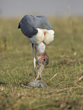 Image. Marabou Stork