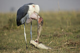 Image. Marabou Stork