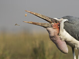 Image. Marabou Stork