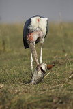 Image. Marabou Stork
