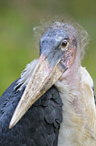 Image. Marabou Stork